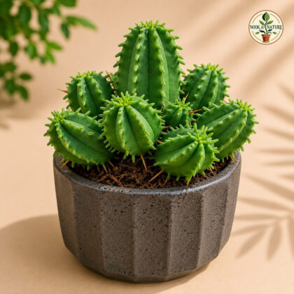 Euphorbia Ferox Hybrid H2 - Nook & Nature