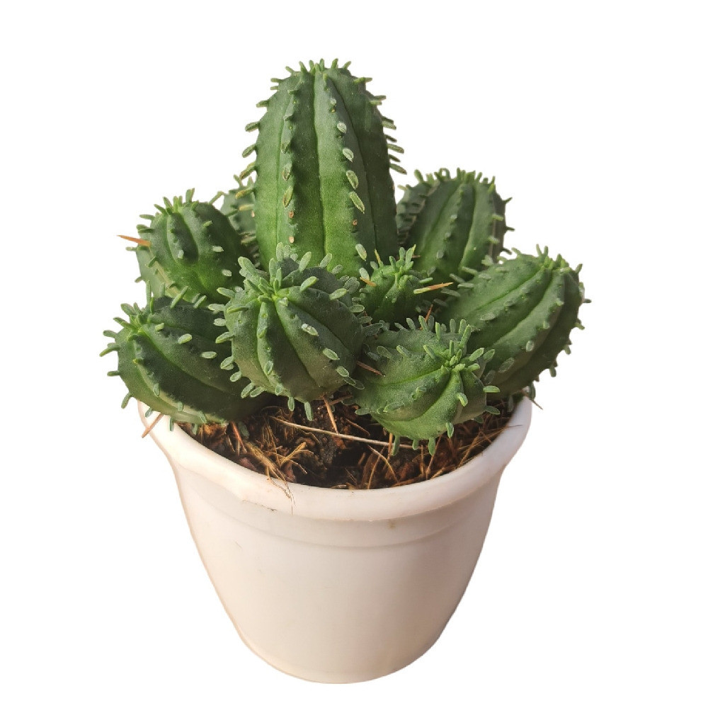 Euphorbia ferox Hybrid - Nook & Nature