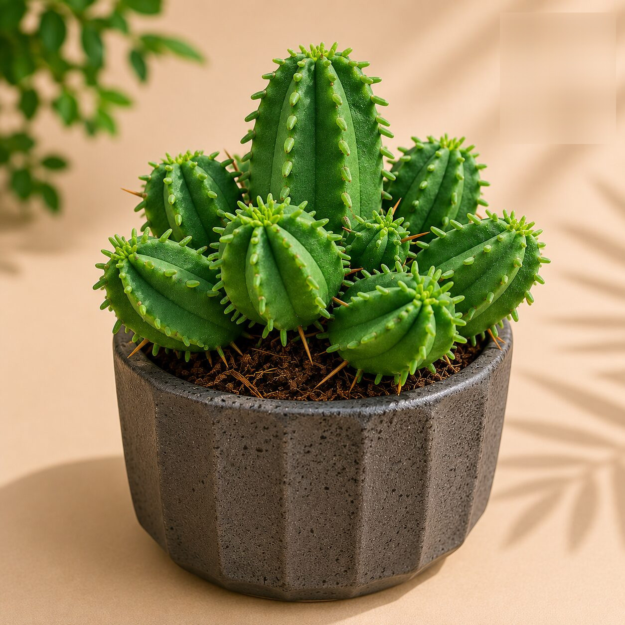 Euphorbia Ferox Hybrid H2 - Nook & Nature