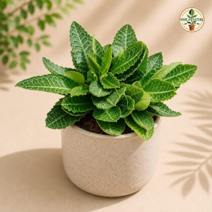 Euphorbia francoisii ‘Fitto’ - Nook & Nature