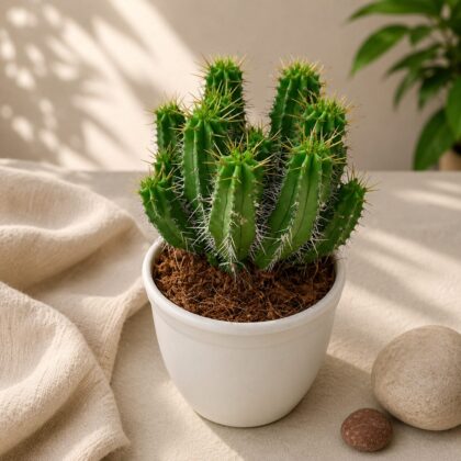 Euphorbia Francoisii Fruticosa H2 - Nook & Nature