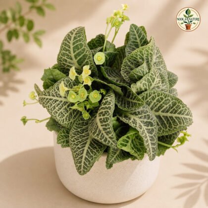 Euphorbia francoisii ‘Green Chutney’ - Nook & Nature