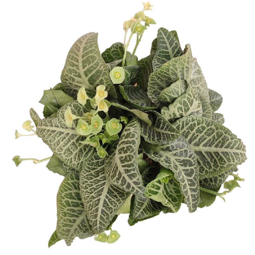 Euphorbia francoisii ‘Green Chutney’ - Nook & Nature