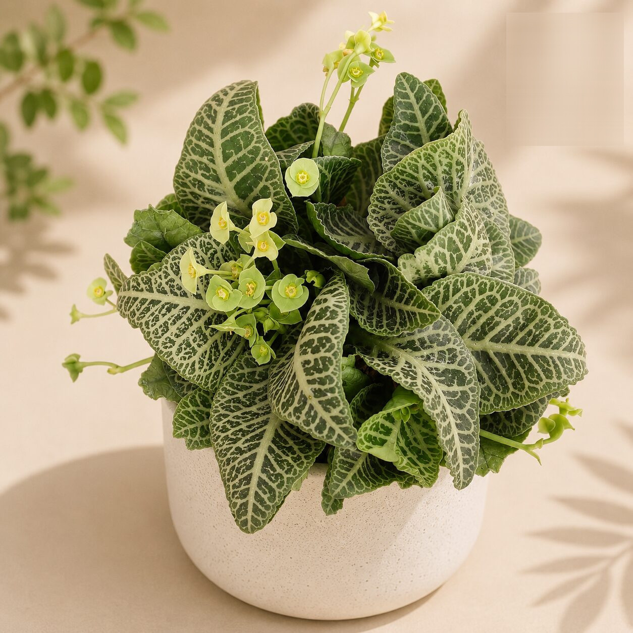 Euphorbia francoisii ‘Green Chutney’ - Nook & Nature