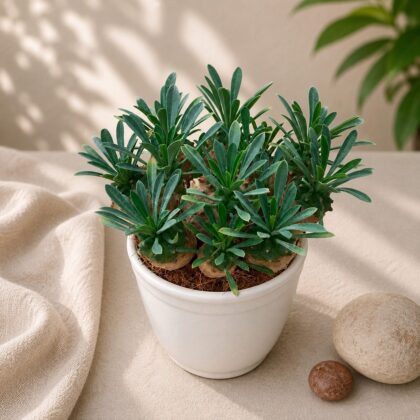 Euphorbia Francoisii Japonica H3 - Nook & Nature