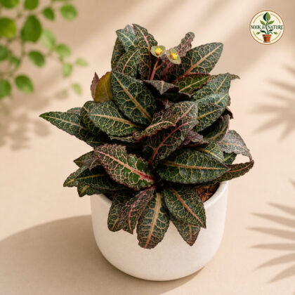 Euphorbia francoisii ‘Persian Carpet’ - Nook & Nature