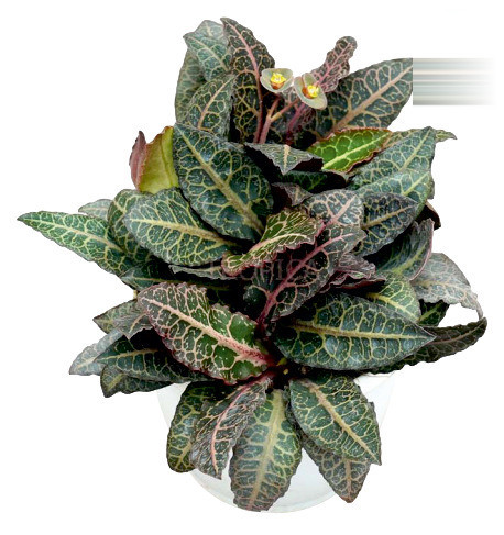 Euphorbia francoisii ‘Persian Carpet’ - Nook & Nature