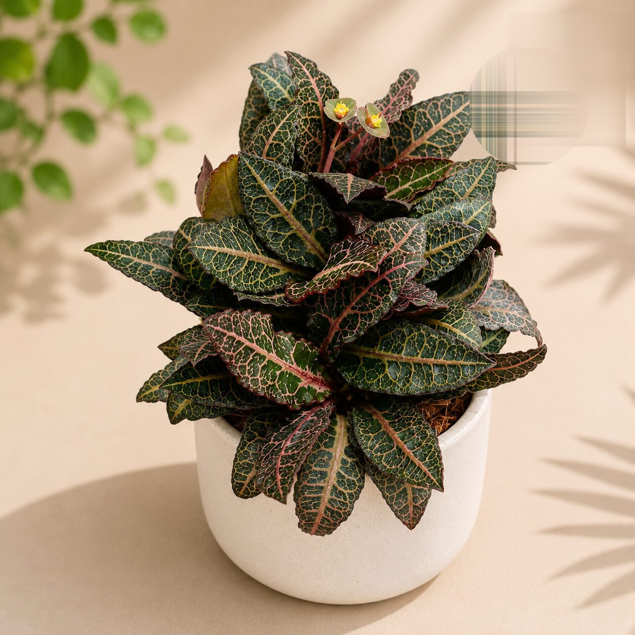 Euphorbia francoisii ‘Persian Carpet’ - Nook & Nature