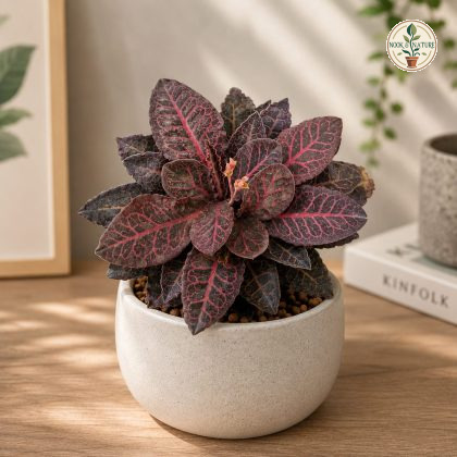 Euphorbia Francoisii Red Corner Rare Collectors Succulent H2 - Nook & Nature