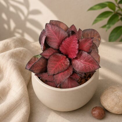 Euphorbia Francoisii Red Jade H2 - Nook & Nature