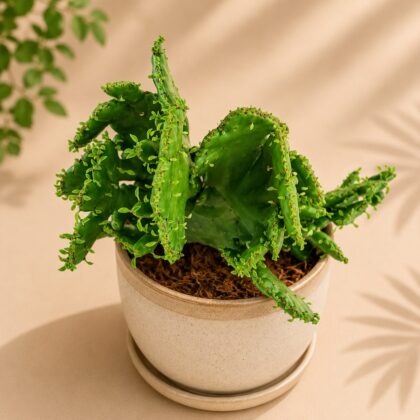 Euphorbia Leucodendron Cristata H3 - Nook & Nature