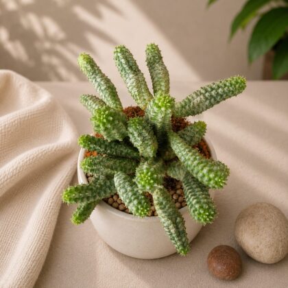 Euphorbia Mammillaris Spark H3 - Nook & Nature