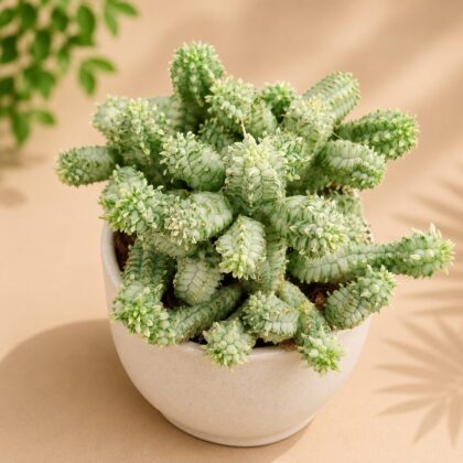 Euphorbia Mammillaris Variegated H3 - Nook & Nature