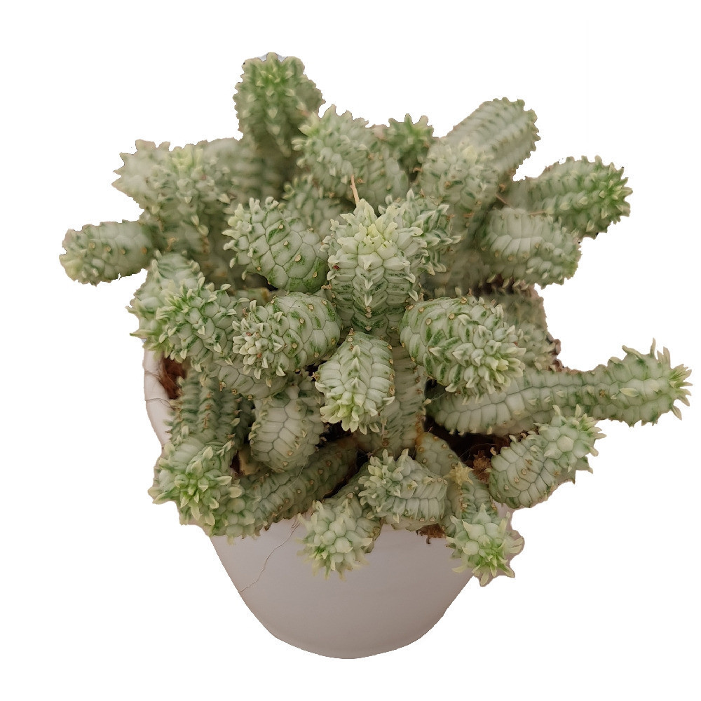Euphorbia mammillaris ‘Variegated’ - Nook & Nature