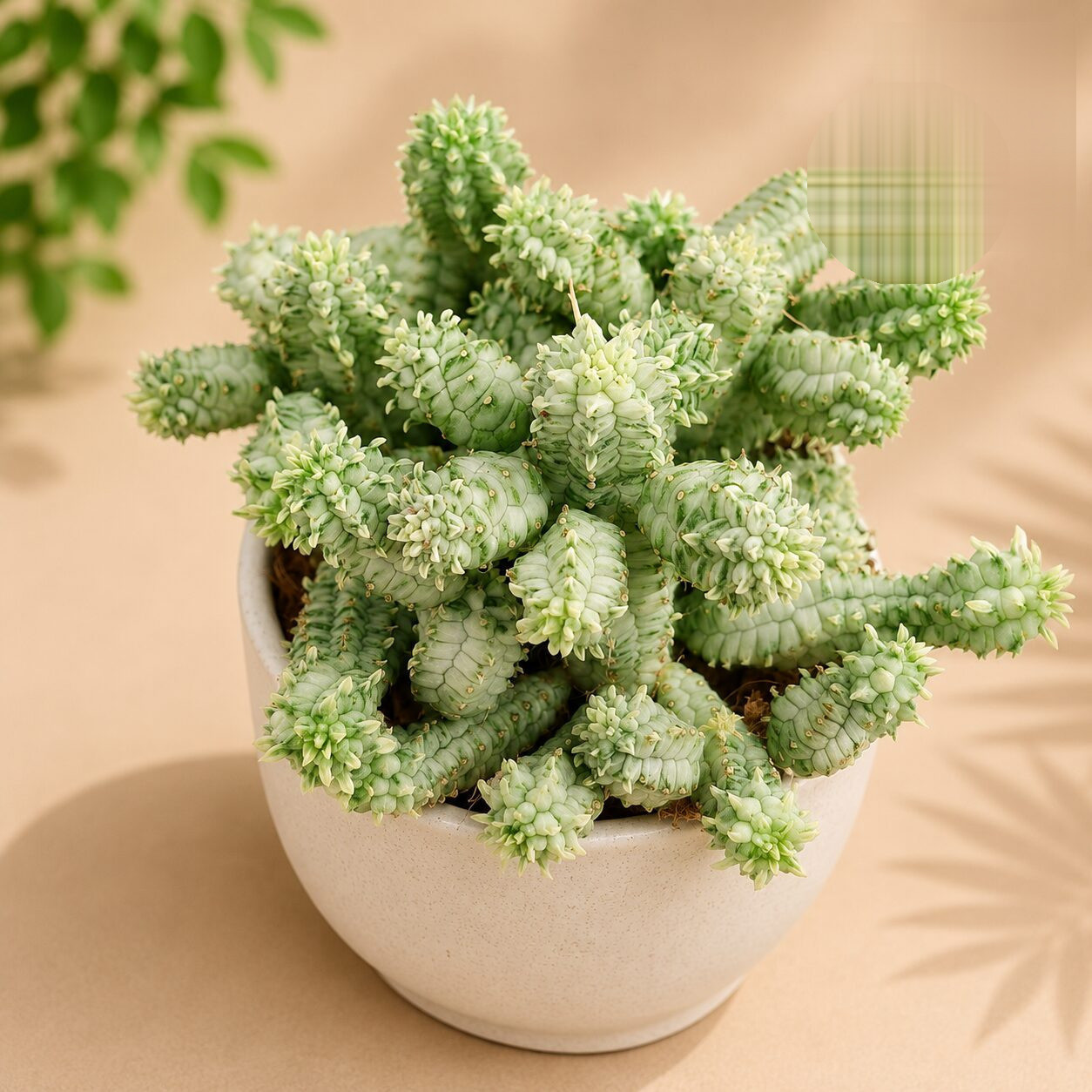Euphorbia Mammillaris Variegated H3 - Nook & Nature