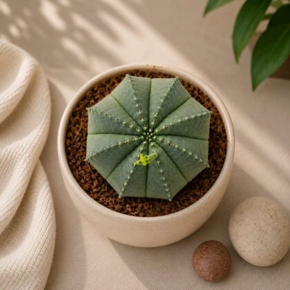 Euphorbia Obesa X Meloformis H1 - Nook & Nature