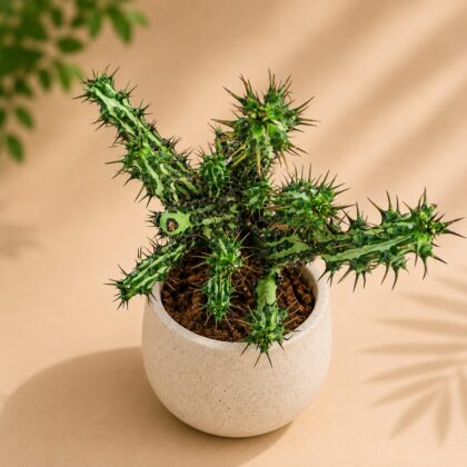 Euphorbia Spp Nova H3 - Nook & Nature