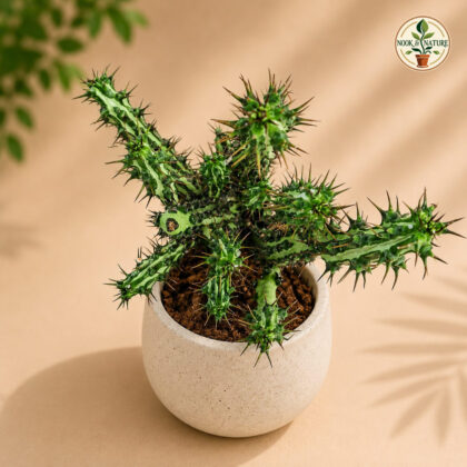 Euphorbia Spp Nova H3 - Nook & Nature
