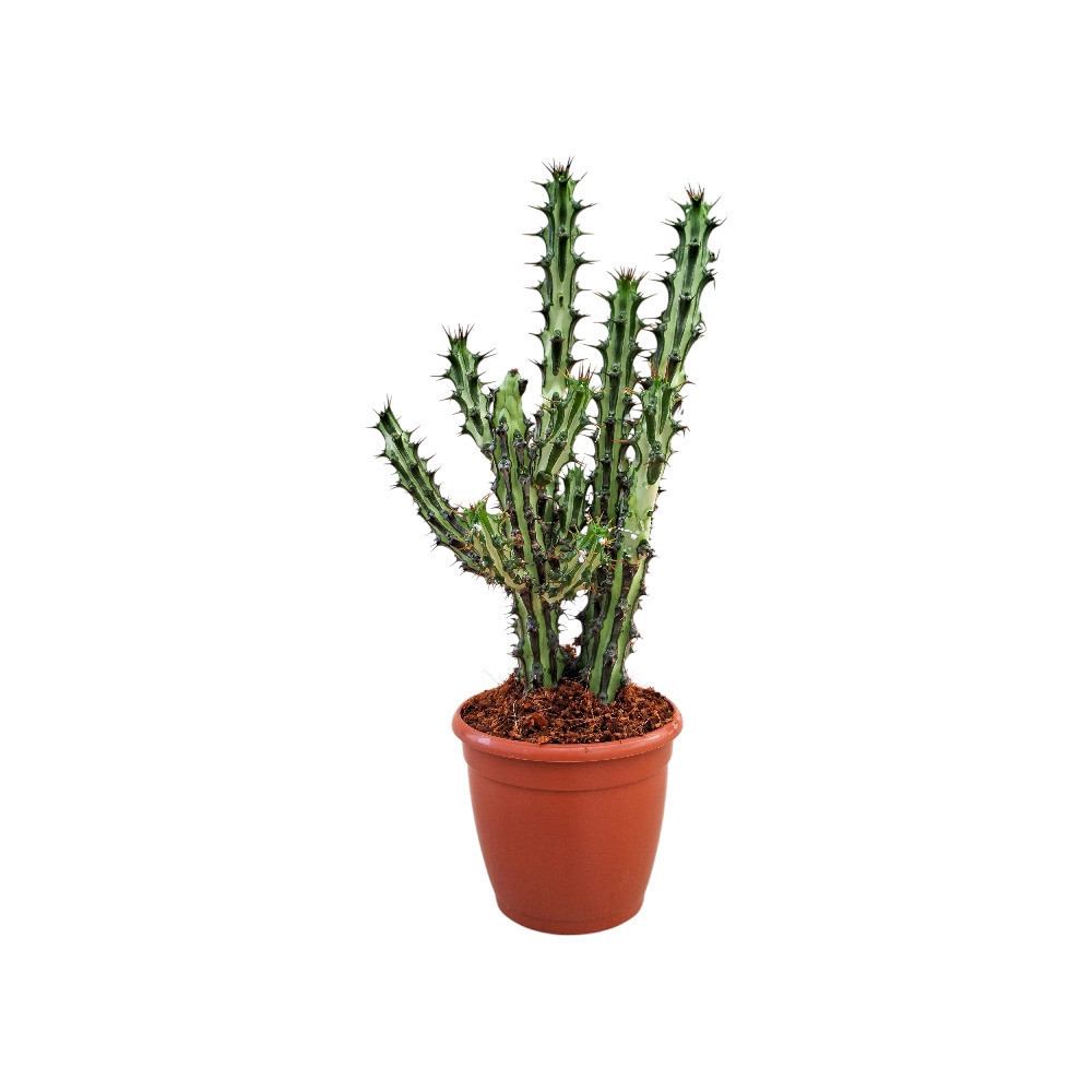 Euphorbia spp. ‘Nova’ - Nook & Nature