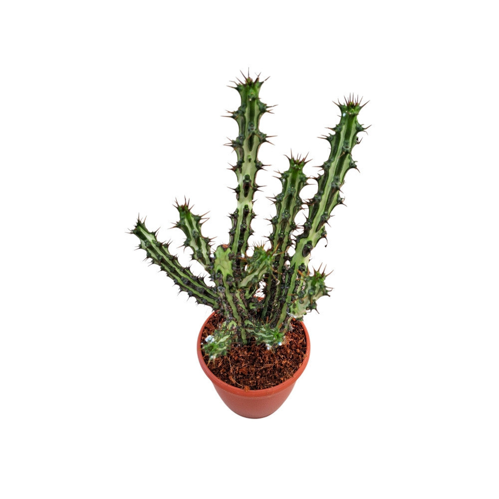 Euphorbia spp. ‘Nova’ - Nook & Nature