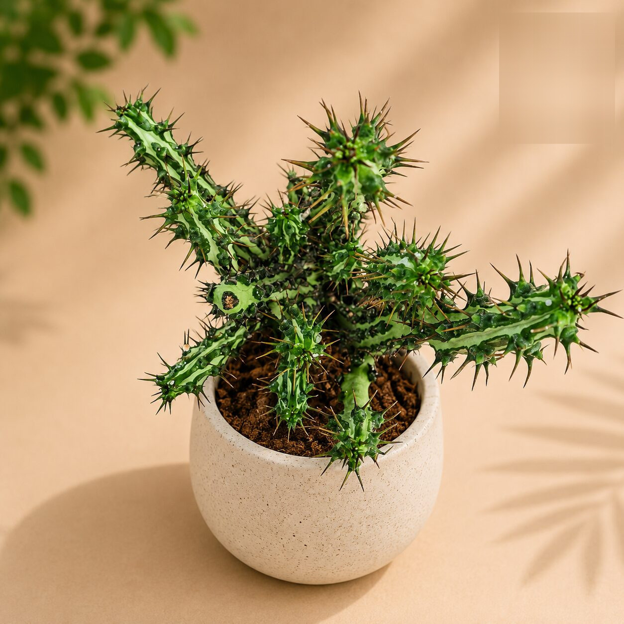 Euphorbia Spp Nova H3 - Nook & Nature