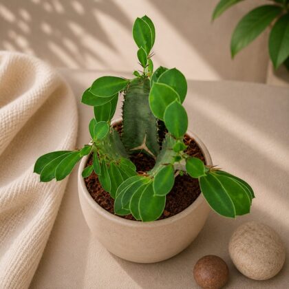 Euphorbia Trigona Green H2 - Nook & Nature