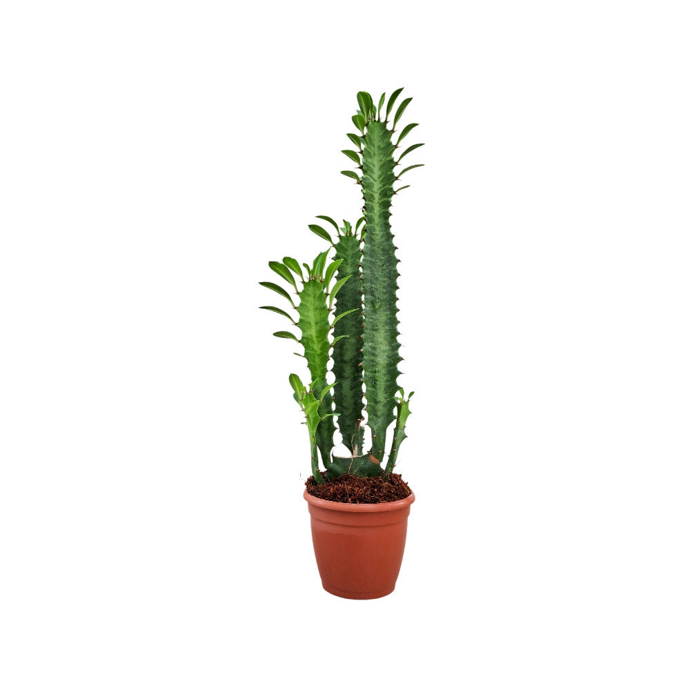Euphorbia trigona ‘Green’ - Nook & Nature