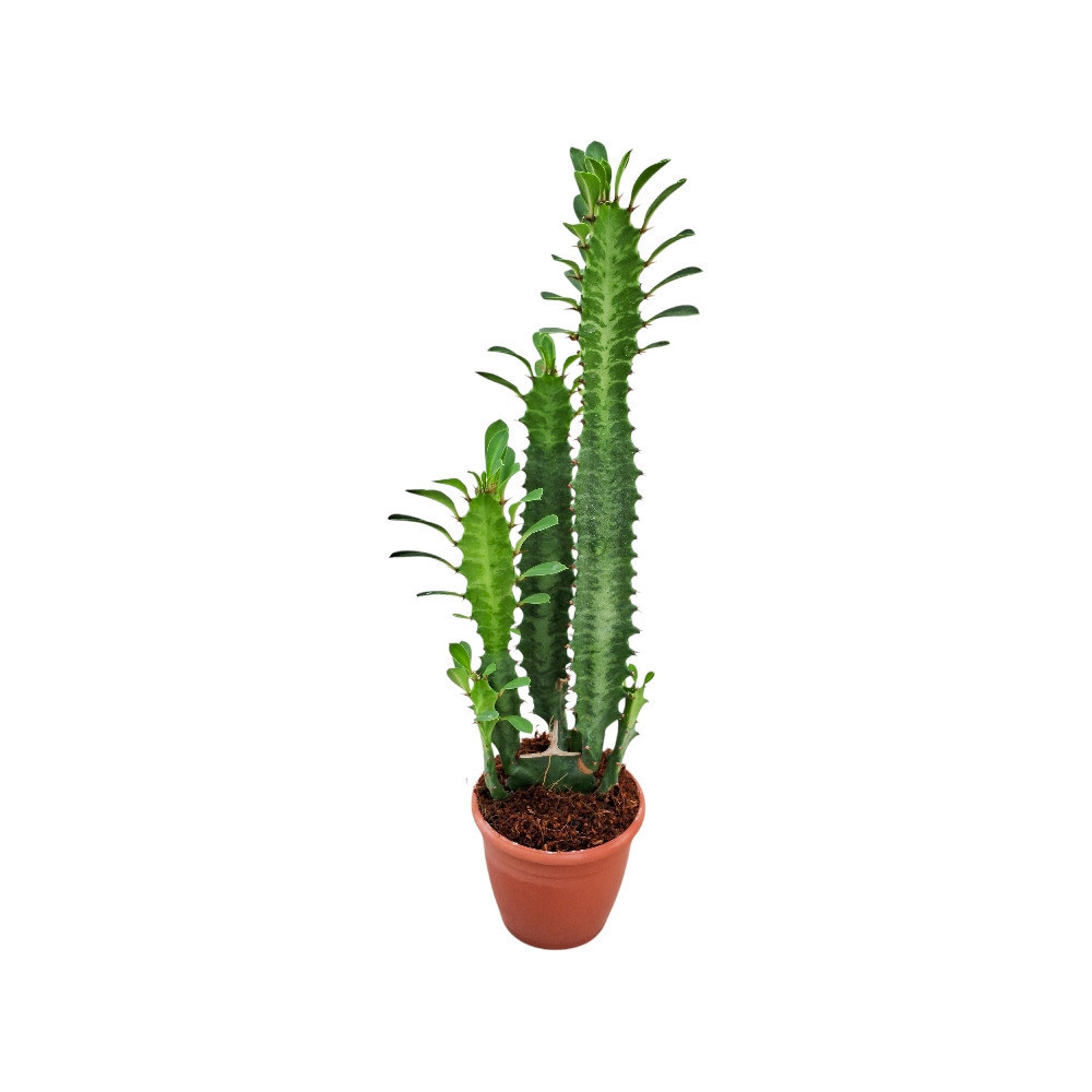 Euphorbia trigona ‘Green’ - Nook & Nature