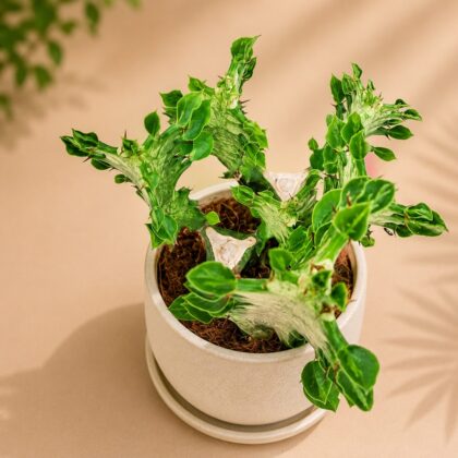 Euphorbia Trigona Mint Creme H2 - Nook & Nature