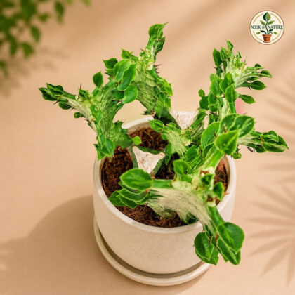 Euphorbia Trigona Mint Creme H2 - Nook & Nature