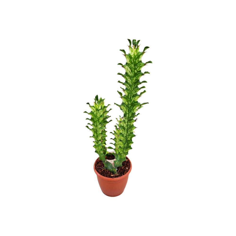 Euphorbia trigona ‘Mint Creme’ - Nook & Nature