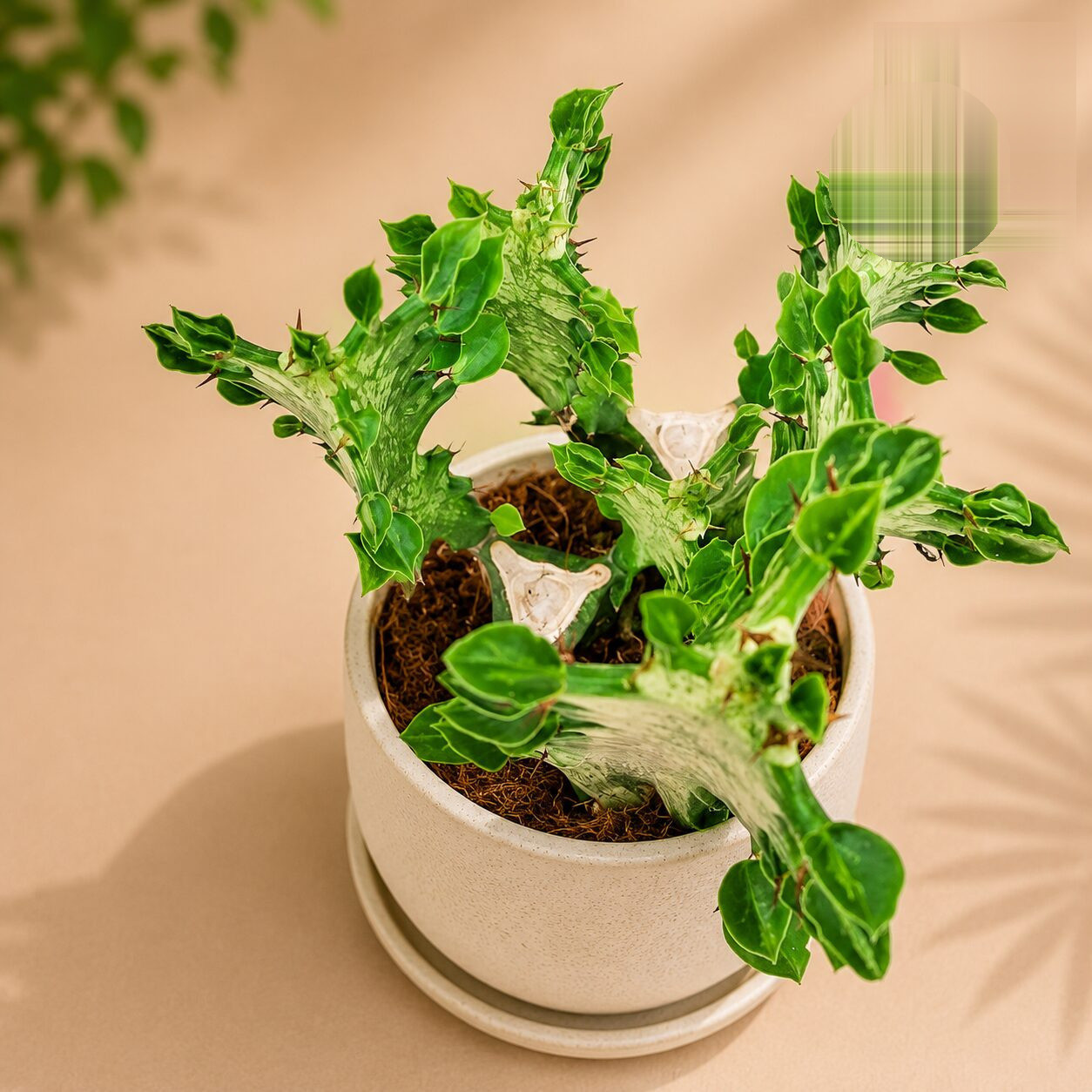 Euphorbia Trigona Mint Creme H2 - Nook & Nature