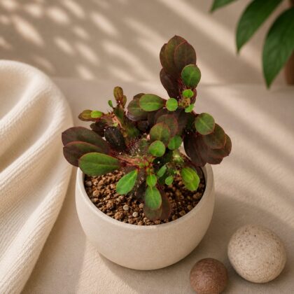Euphorbia Trigona Rubra H2 - Nook & Nature