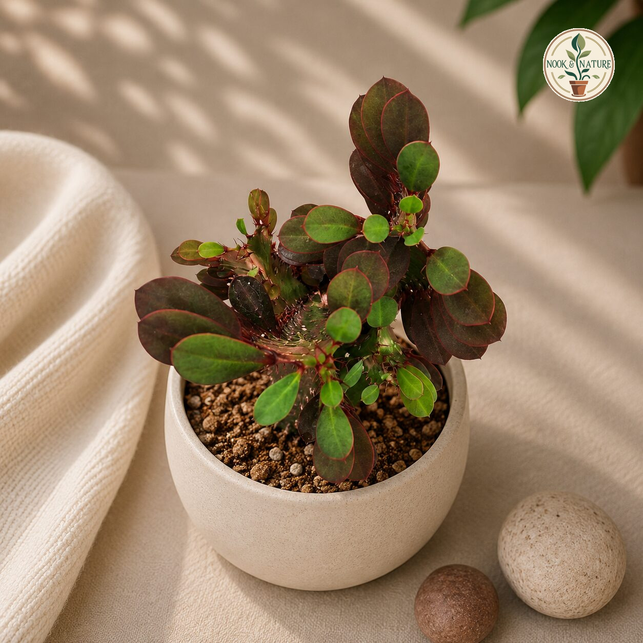 Euphorbia Trigona Rubra H2 - Nook & Nature