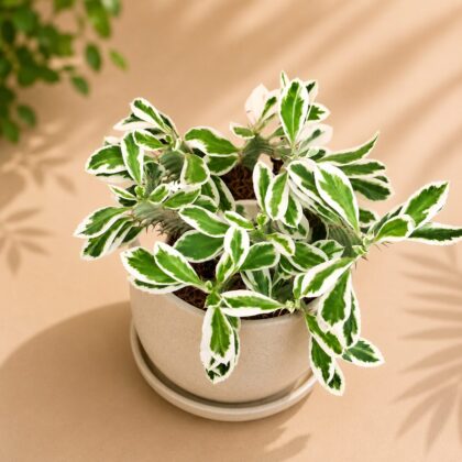 Euphorbia Trigona Snow White H2 - Nook & Nature