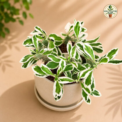 Euphorbia Trigona Snow White H2 - Nook & Nature