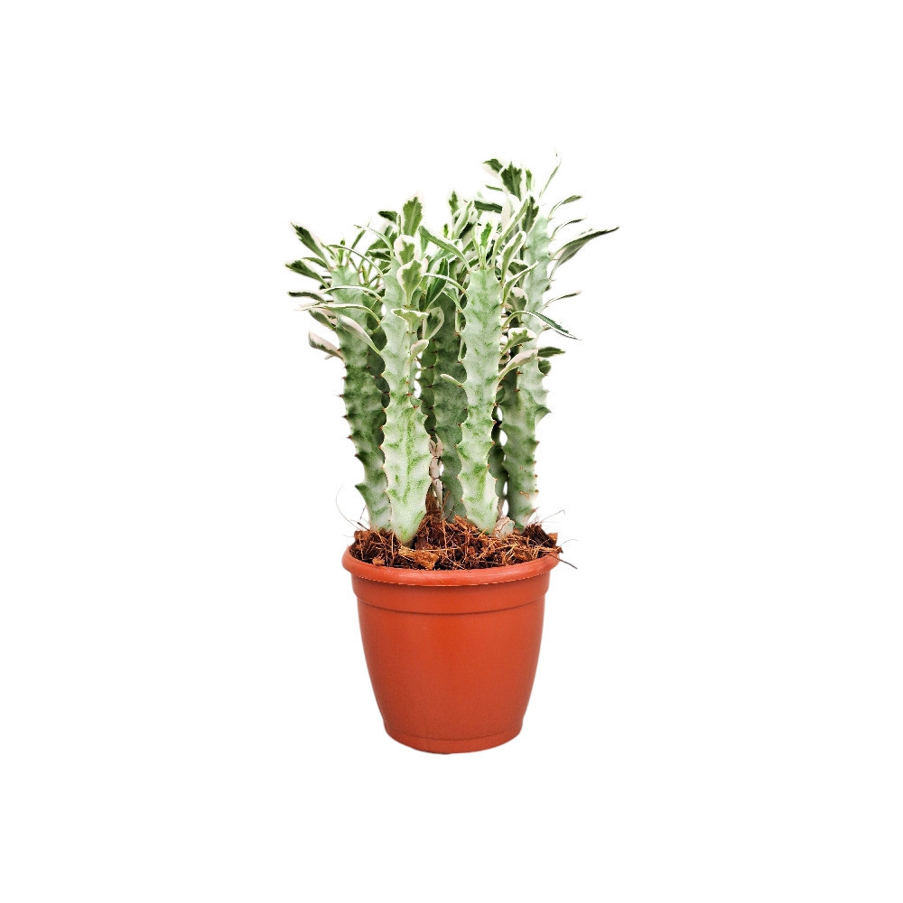 Euphorbia trigona ‘Snow White’ - Nook & Nature