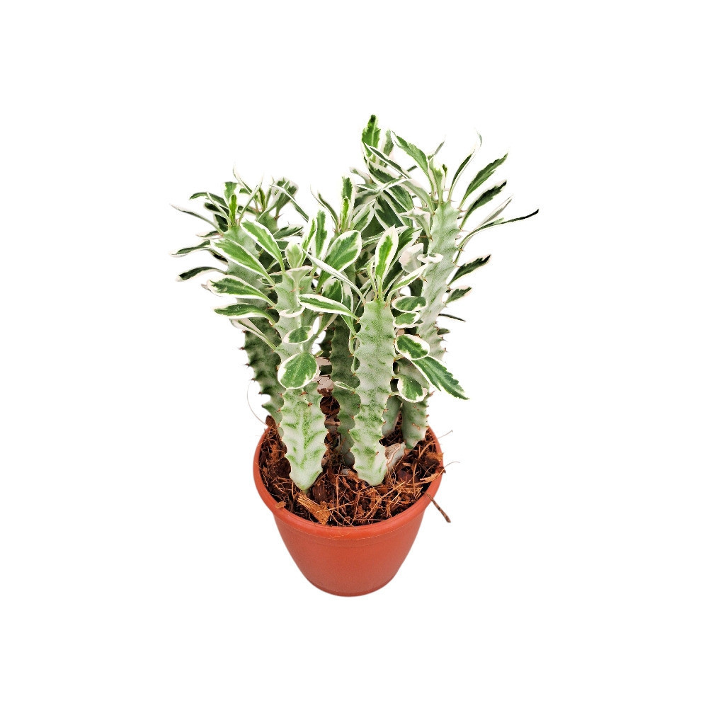Euphorbia trigona ‘Snow White’ - Nook & Nature