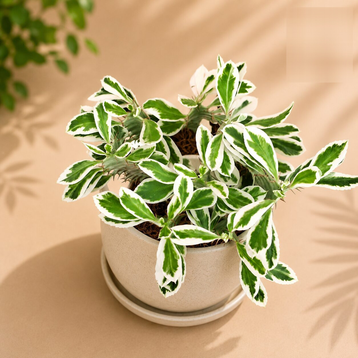 Euphorbia Trigona Snow White H2 - Nook & Nature