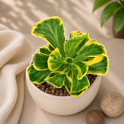 Euphorbia Unispina Variegated H3 - Nook & Nature