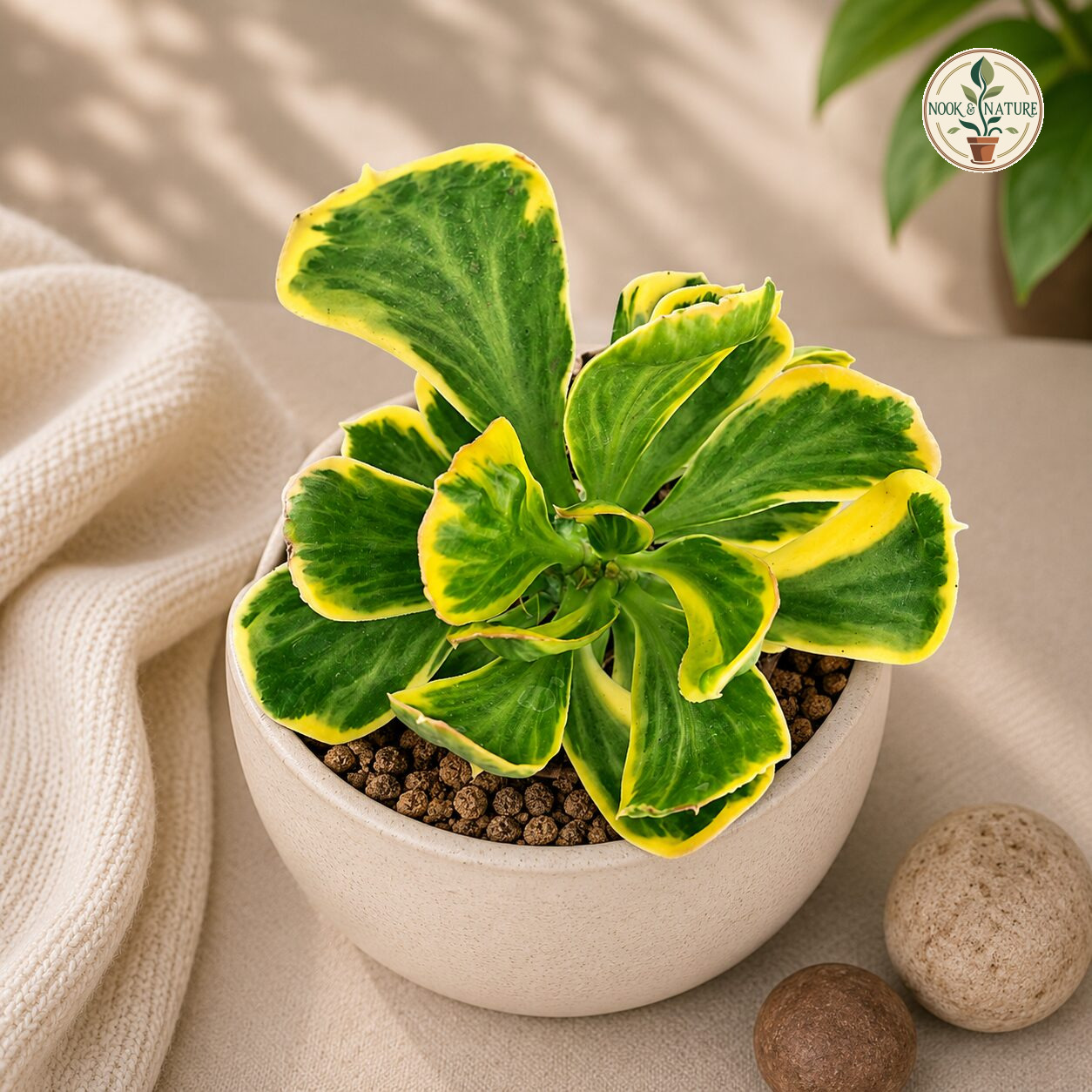 Euphorbia Unispina Variegated H3 - Nook & Nature
