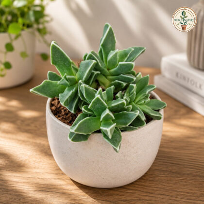 Faucaria Bosscheana Tiger Jaws Succulent H2 - Nook & Nature
