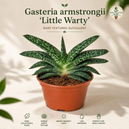 Gasteria Armstrongii Little Warty Rare Collectors Succulent H2 - Nook & Nature