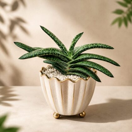 Gasteria bicolor ‘Lilliputana’ – Miniature Speckled Succulent - Nook & Nature