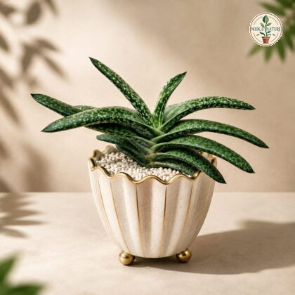 Gasteria Bicolor Lilliputana Miniature Speckled Succulent H1 - Nook & Nature