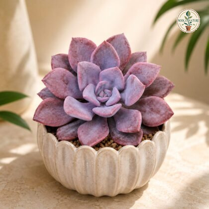 Graptoveria Debbie Pink Lavender Rosette Succulent H2 - Nook & Nature