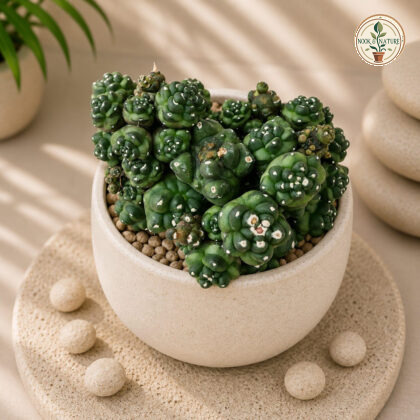 Gymnocalycium Kikko Kikko Cactus H2 - Nook & Nature