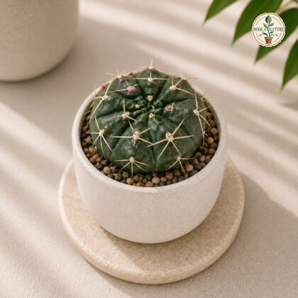 Gymnocalycium Mihanovichii Green Green Moon Cactus H1 - Nook & Nature