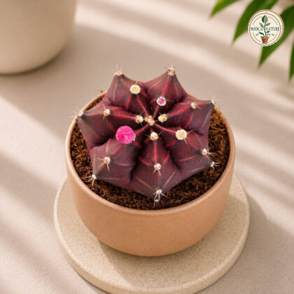 Gymnocalycium Mihanovichii Pink Pink Moon Cactus H1 - Nook & Nature