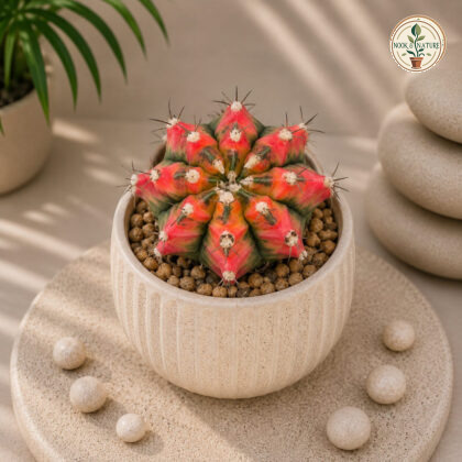 Gymnocalycium Mihanovichii Red Red Moon Cactus H1 - Nook & Nature